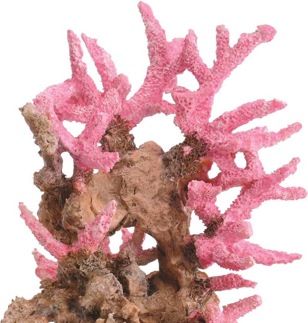 roze aquarium decoratie decoratie koraal pink reef roze biorb lil nl roze aquarium decoratie decoratie koraal pink reef roze biorb lil nl